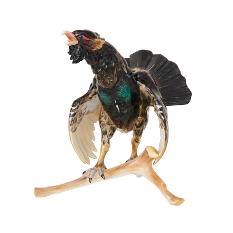Blackcock, small