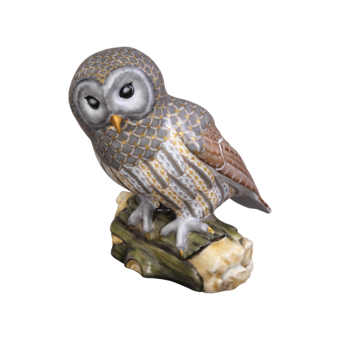 Gray barred owl
